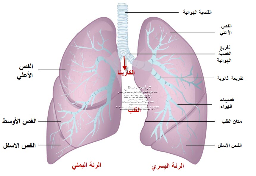 الرئة الرئتان الجهاز التنفسي دكتور أحمد مصطفي تبادل الغازات